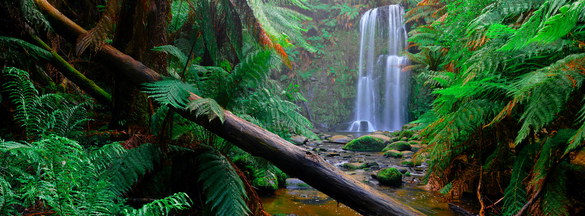 Waterfall surrounded by lush green ferns in a dense forest, Otway national park , Victoria 