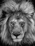 Apex B&W
