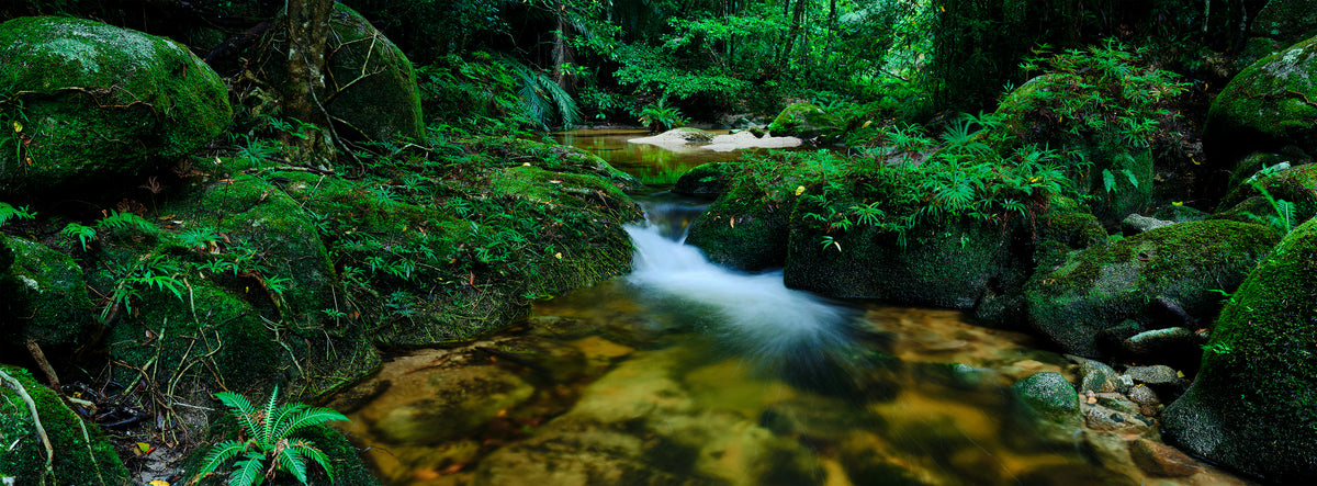 Forest Flow