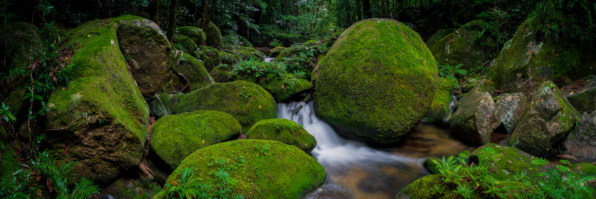 Moss Garden