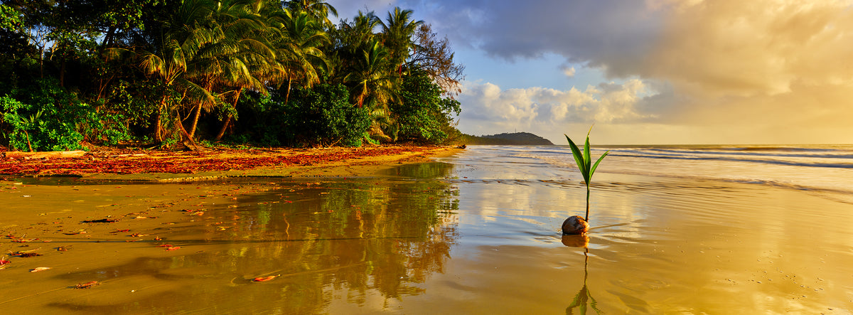 Tropical beach with palm trees, calm water, and a clear sky. Four Mile Beach , Port Douglas , Australia 