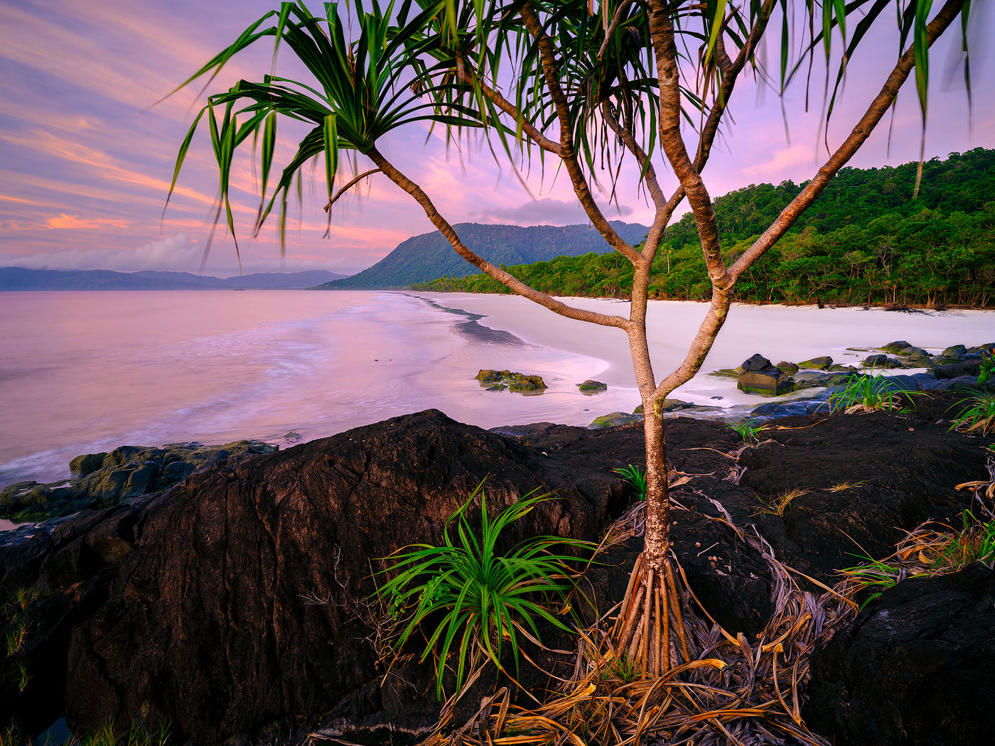 Daintree