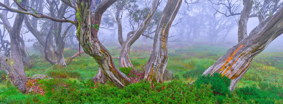 Misty forest scene with twisted trees and fog , New South Whales , High Country 