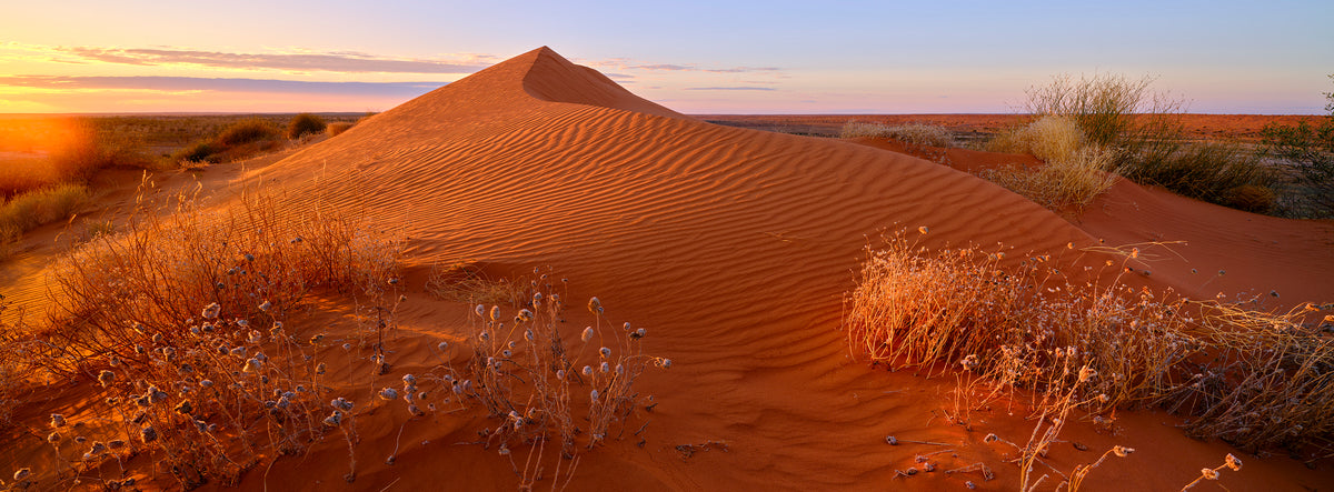 Desert Garden