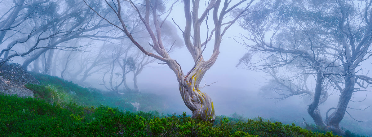 Spirit Tree