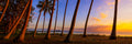 Palms