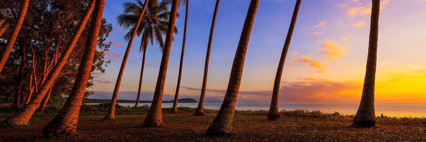 Palms