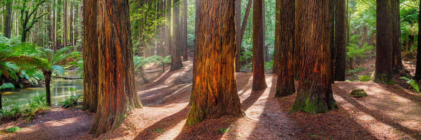 Redwoods