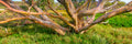 Golden Gum