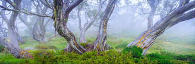 Mountain Whisper