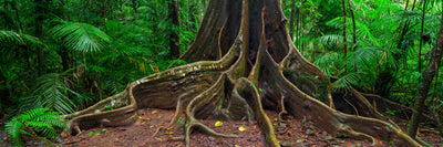 Rainforest Elder